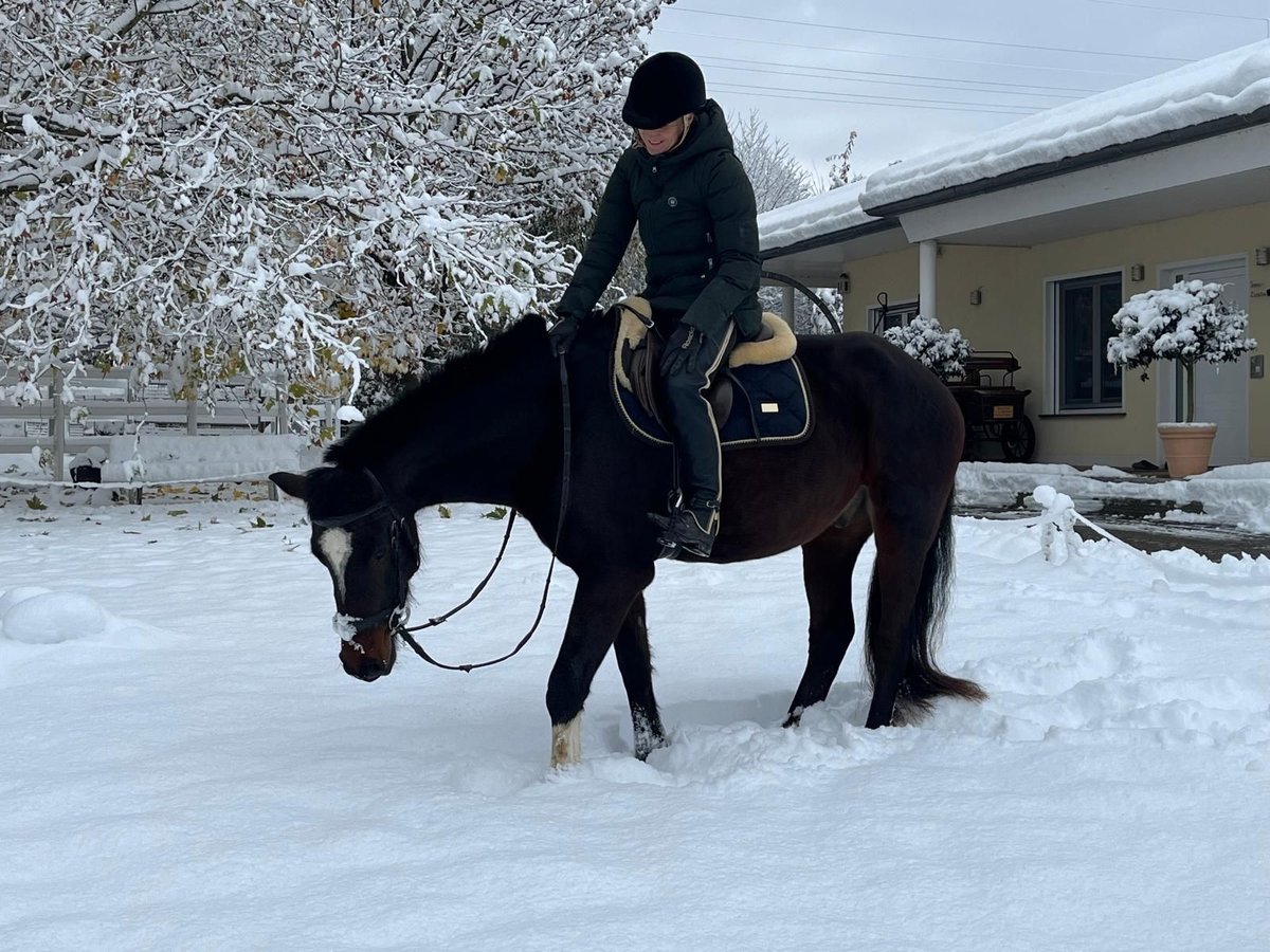 Freiberg / Franches Montagnes Castrone 4 Anni 158 cm Baio scuro in Rümmingen