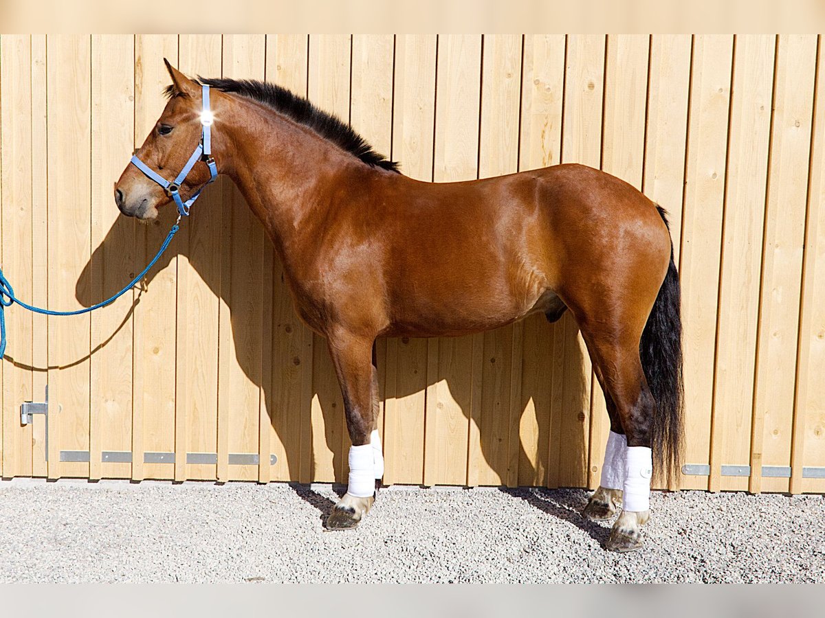 Freiberg / Franches Montagnes Castrone 4 Anni 160 cm Baio in Stehrenberg