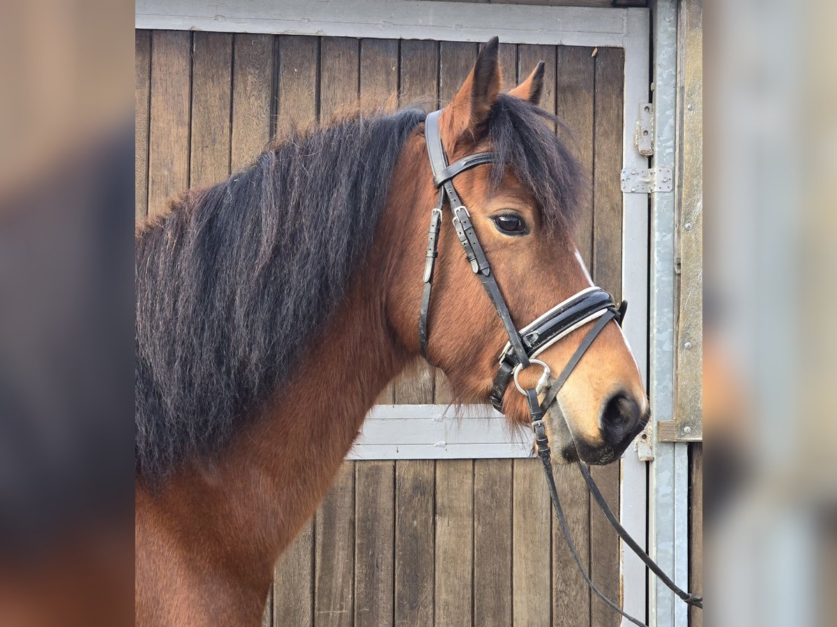 Freiberg / Franches Montagnes Castrone 5 Anni 152 cm Baio in Mülheim an der Ruhr