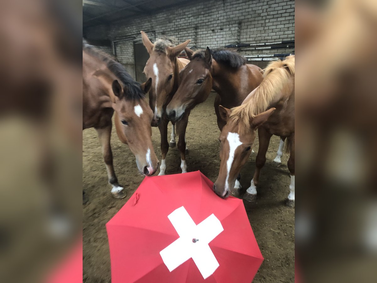 Freiberg / Franches Montagnes Castrone 5 Anni 158 cm Baio in Rümmingen