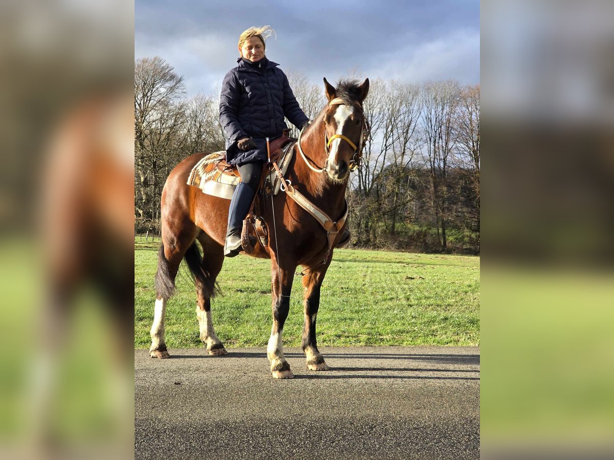 Freiberg / Franches Montagnes Castrone 6 Anni 156 cm Baio in Linkenbach