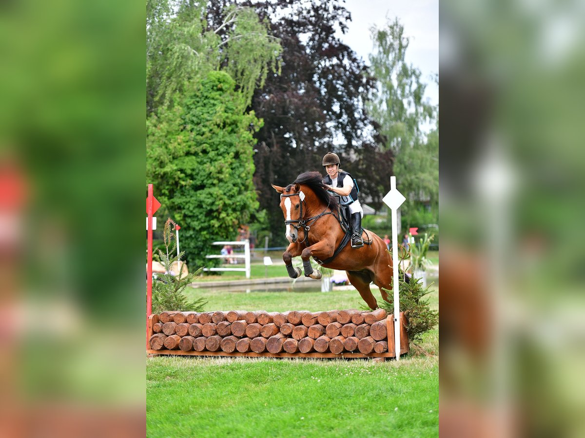 Freiberg / Franches Montagnes Castrone 7 Anni 156 cm Baio in Hasle b. Burgdorf