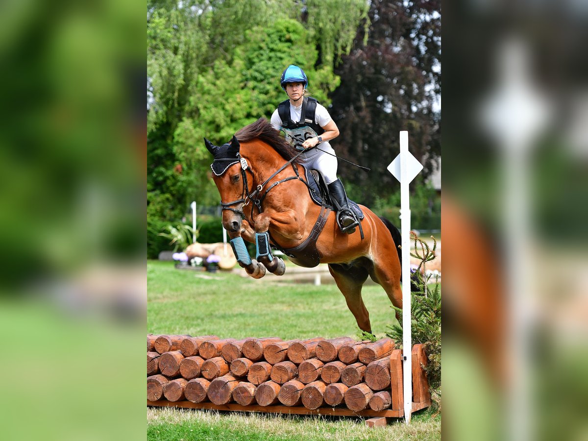 Freiberg / Franches Montagnes Castrone 8 Anni 159 cm Baio in Hasle b. Burgdorf