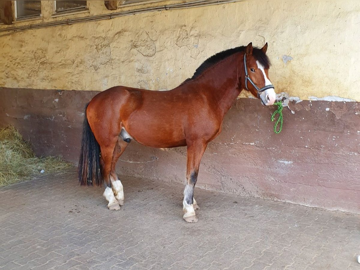 Freiberg / Franches Montagnes Castrone 8 Anni 160 cm Baio in Limburg an der Lahn