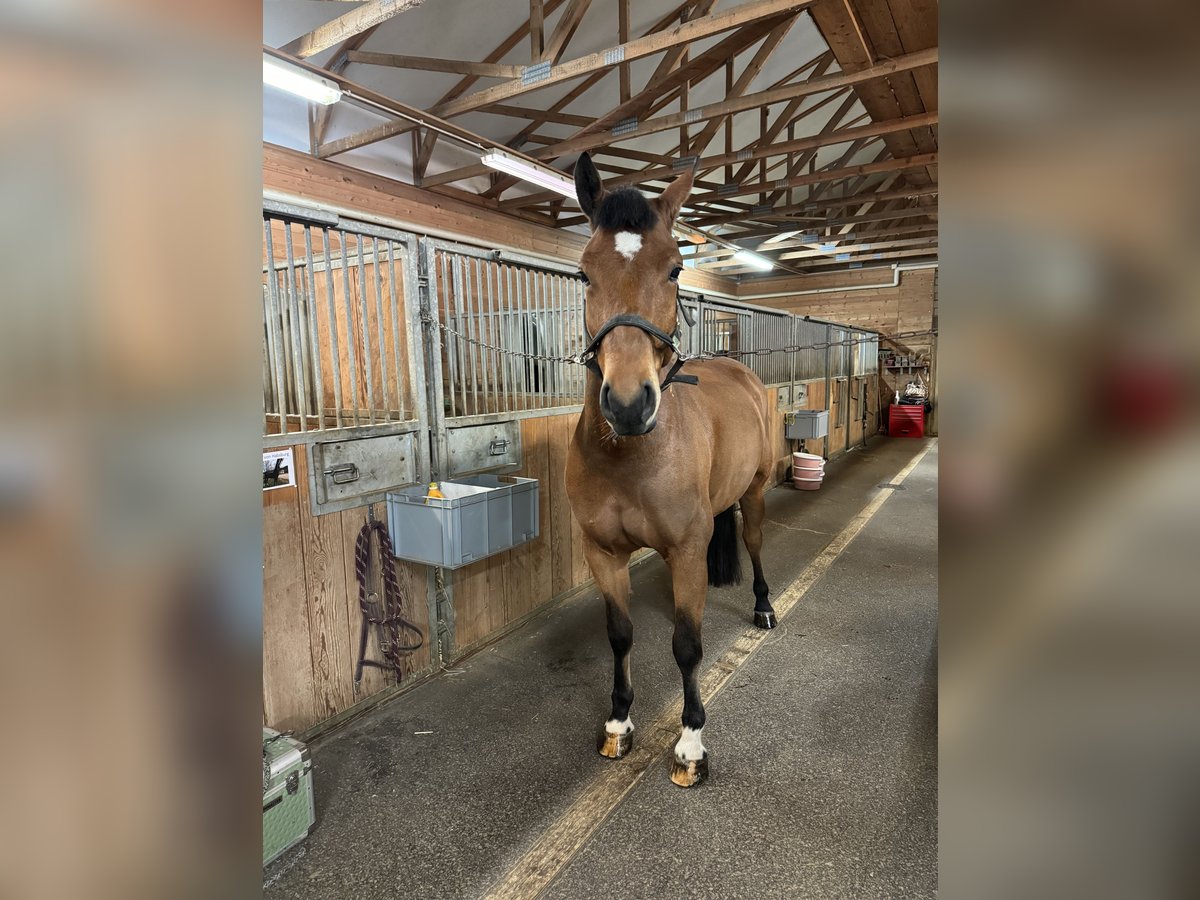 Freiberg / Franches Montagnes Castrone 8 Anni 164 cm in Thürnen