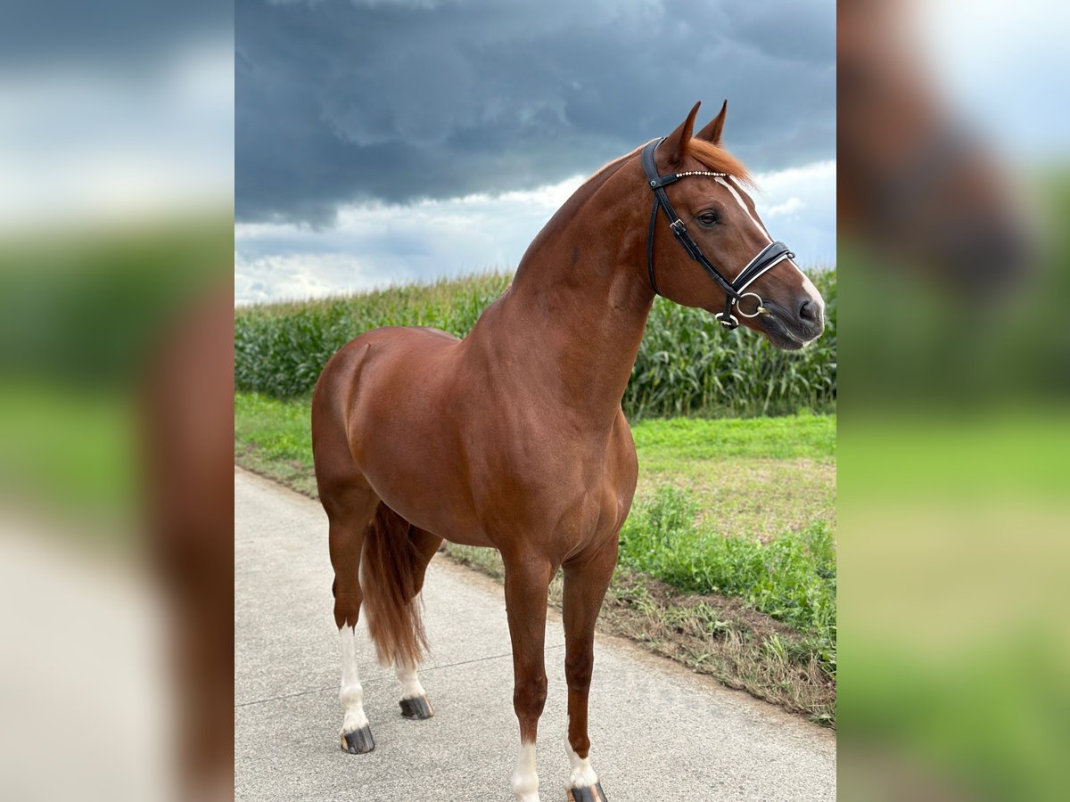 Freiberg / Franches Montagnes Castrone 8 Anni Sauro in Deitingen