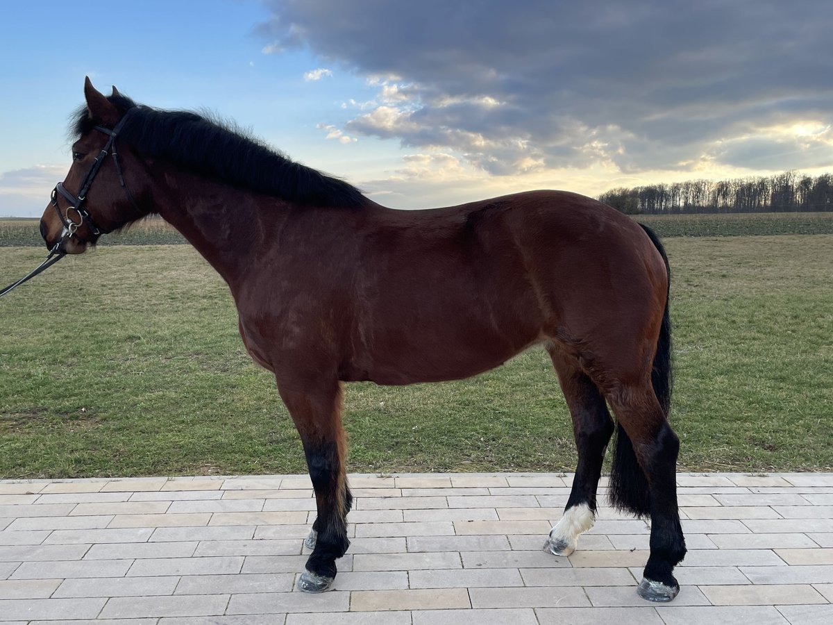 Freiberg / Franches Montagnes Giumenta 10 Anni 155 cm Baio in Weidenstetten