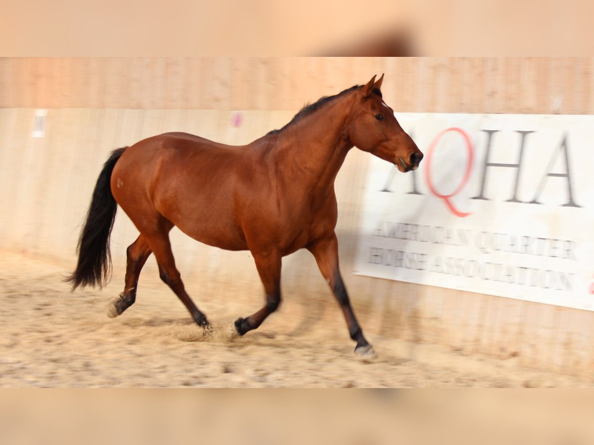 Freiberg / Franches Montagnes Giumenta 12 Anni 153 cm Baio in Lugnorre