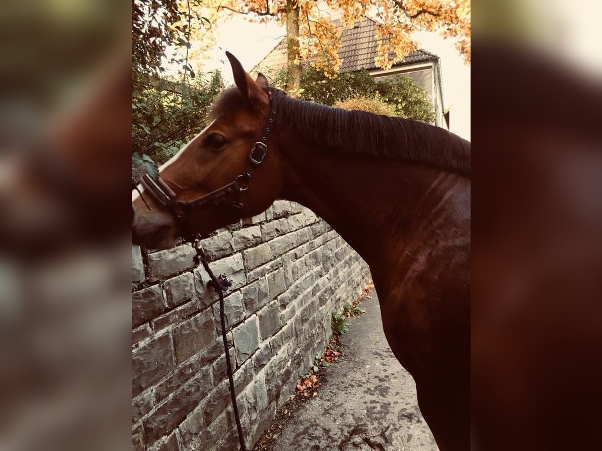 Freiberg / Franches Montagnes Giumenta 12 Anni 157 cm Baio in Nümbrecht