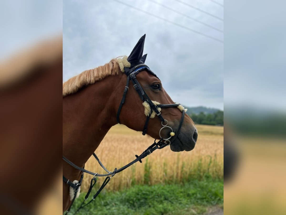 Freiberg / Franches Montagnes Giumenta 12 Anni 158 cm Sauro in Biel-Benken BL