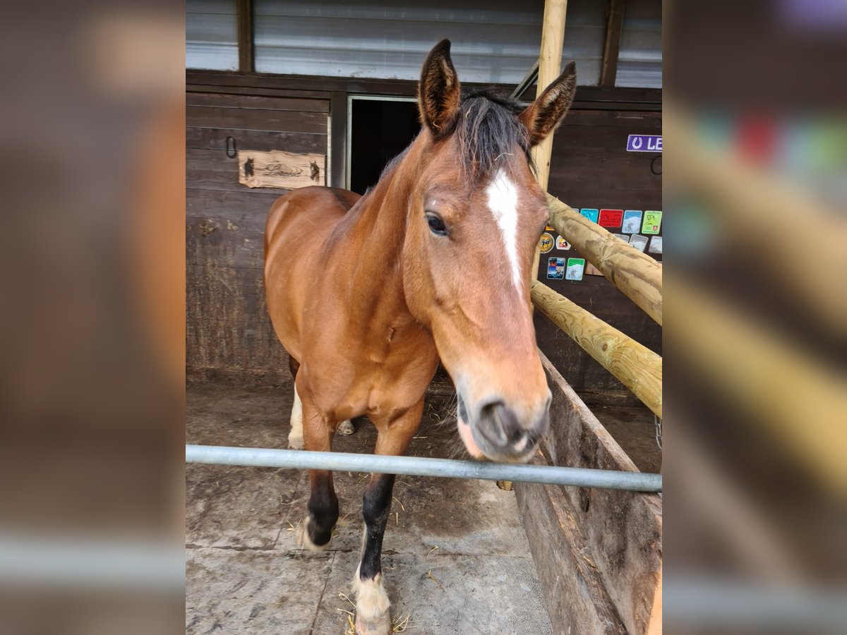 Freiberg / Franches Montagnes Giumenta 13 Anni 158 cm Baio in Schöfflisdorf