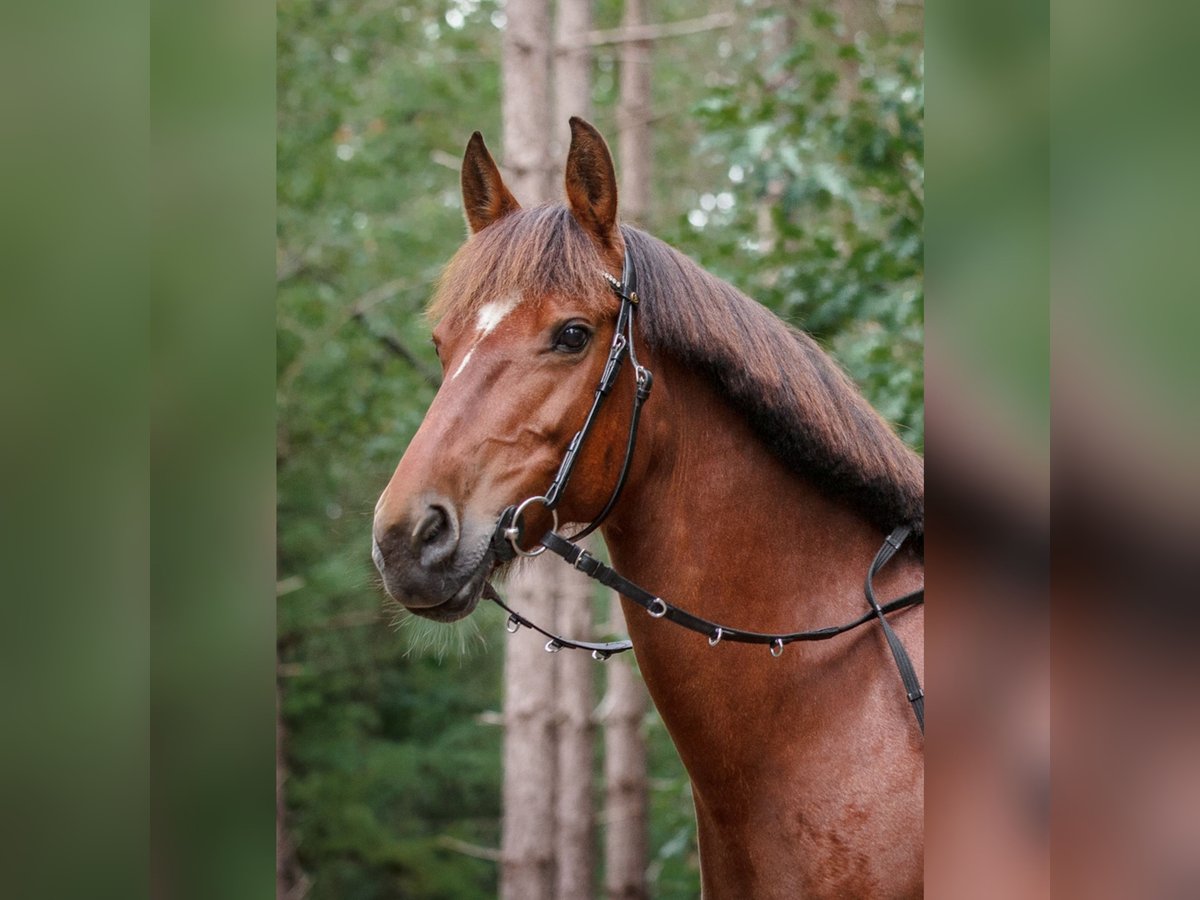 Freiberg / Franches Montagnes Giumenta 14 Anni 151 cm Sauro in Dorst