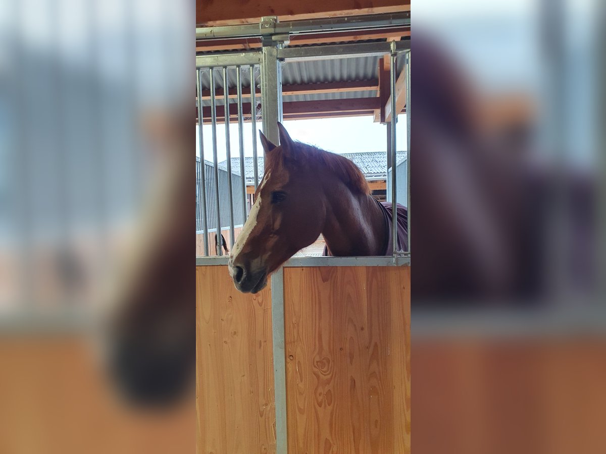 Freiberg / Franches Montagnes Giumenta 14 Anni 158 cm Sauro in Zauggenried