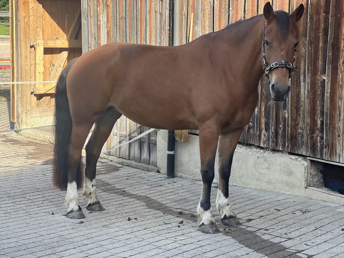 Freiberg / Franches Montagnes Giumenta 16 Anni 160 cm Baio in Dreien