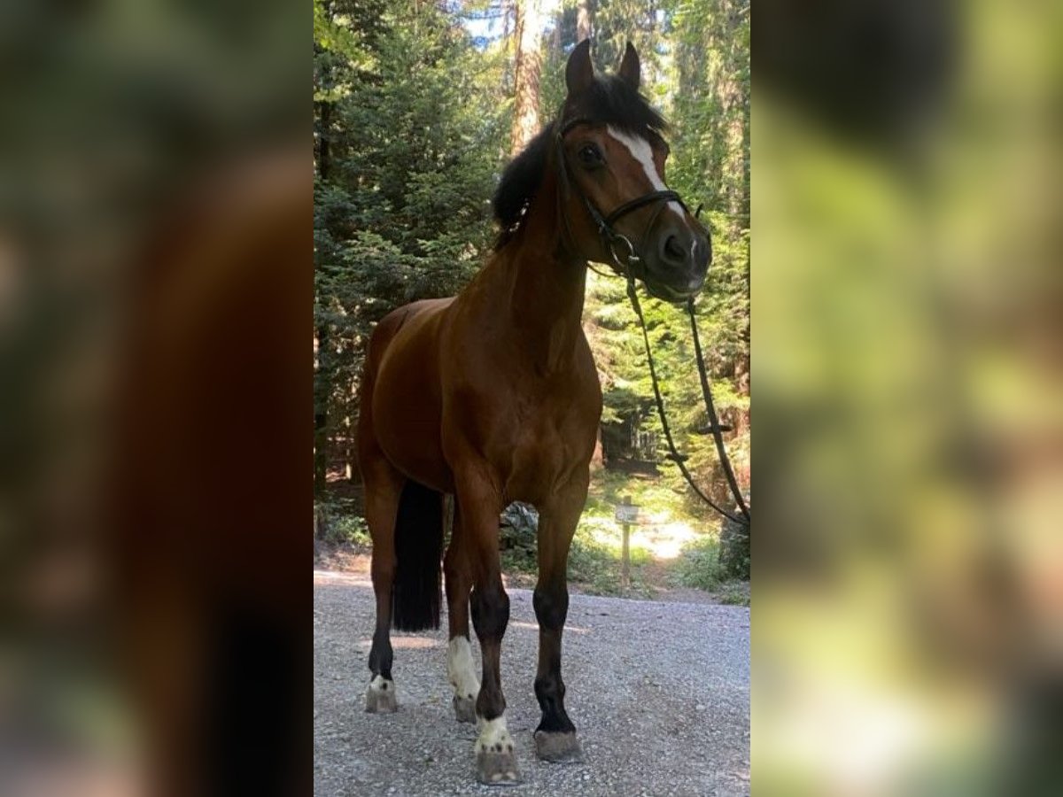 Freiberg / Franches Montagnes Giumenta 19 Anni 165 cm Baio in Uznach