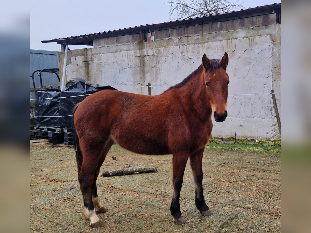 Freiberg / Franches Montagnes Giumenta 2 Anni 157 cm Baio in Niederneisen