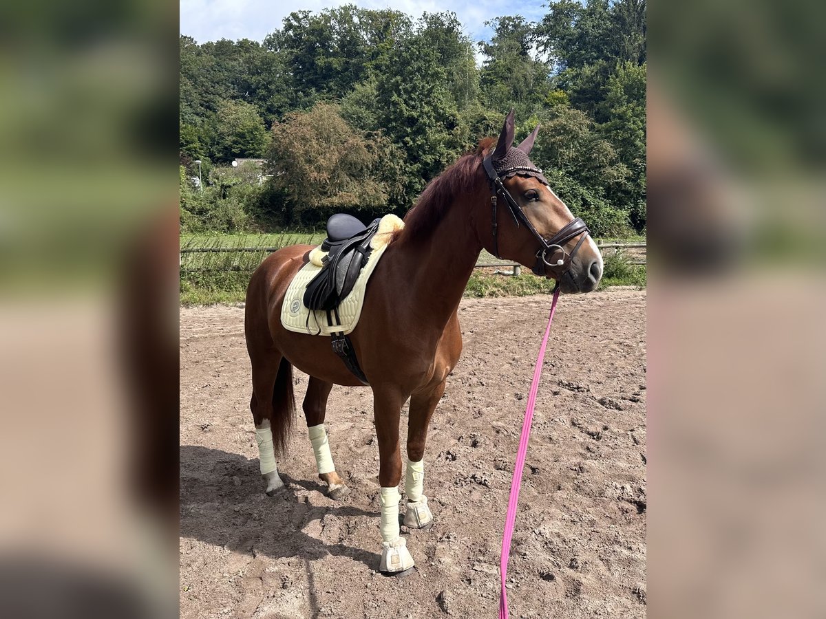 Freiberg / Franches Montagnes Giumenta 3 Anni 150 cm Sauro in Essen