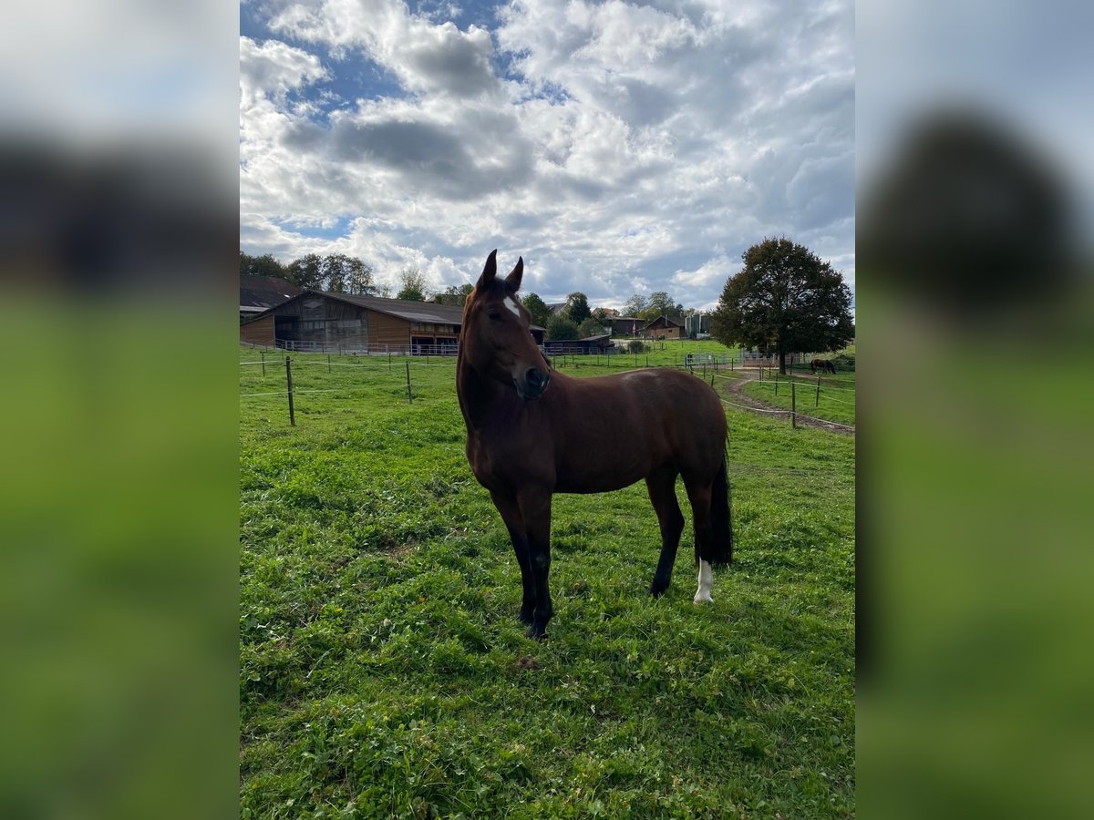 Freiberg / Franches Montagnes Giumenta 4 Anni 153 cm Baio in Oftringen