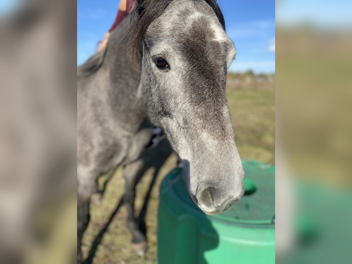 Freiberg / Franches Montagnes Giumenta 4 Anni 154 cm Grigio in LeopoldshagenMeiersberg