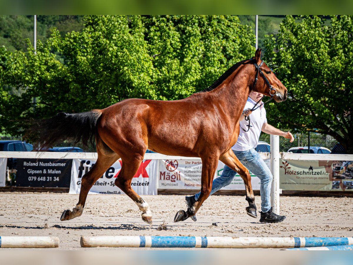 Freiberg / Franches Montagnes Giumenta 4 Anni 155 cm Baio in Balsthal