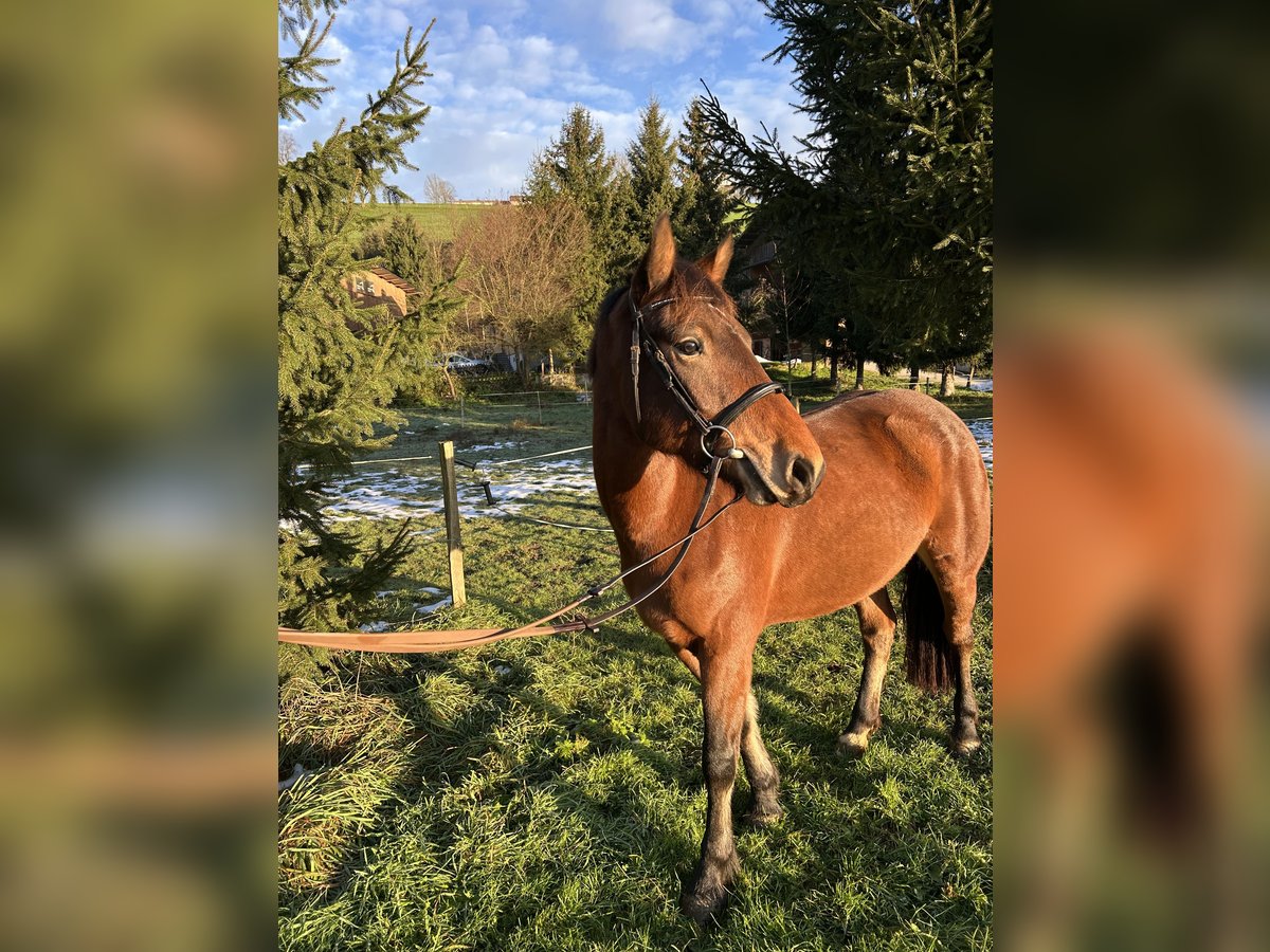 Freiberg / Franches Montagnes Giumenta 4 Anni 156 cm Baio in Gettnau