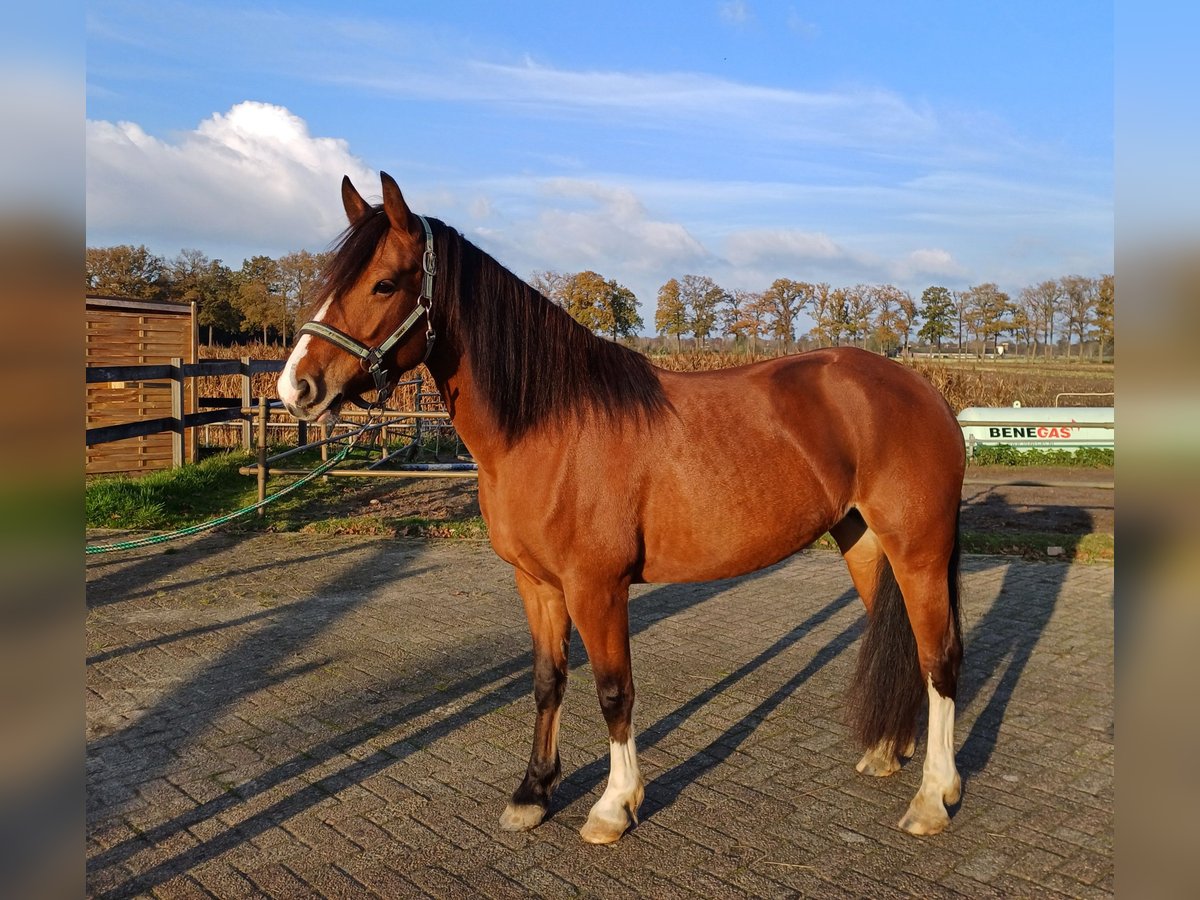 Freiberg / Franches Montagnes Giumenta 6 Anni 151 cm Baio in Woudenberg