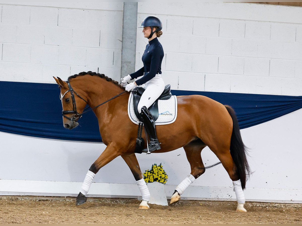 Freiberg / Franches Montagnes Giumenta 6 Anni 152 cm Baio in Marsberg