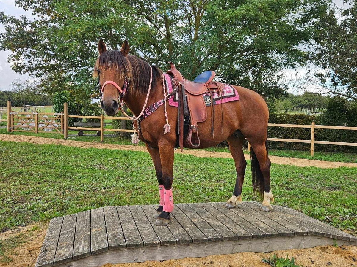 Freiberg / Franches Montagnes Giumenta 7 Anni 158 cm Baio in Linkenbach