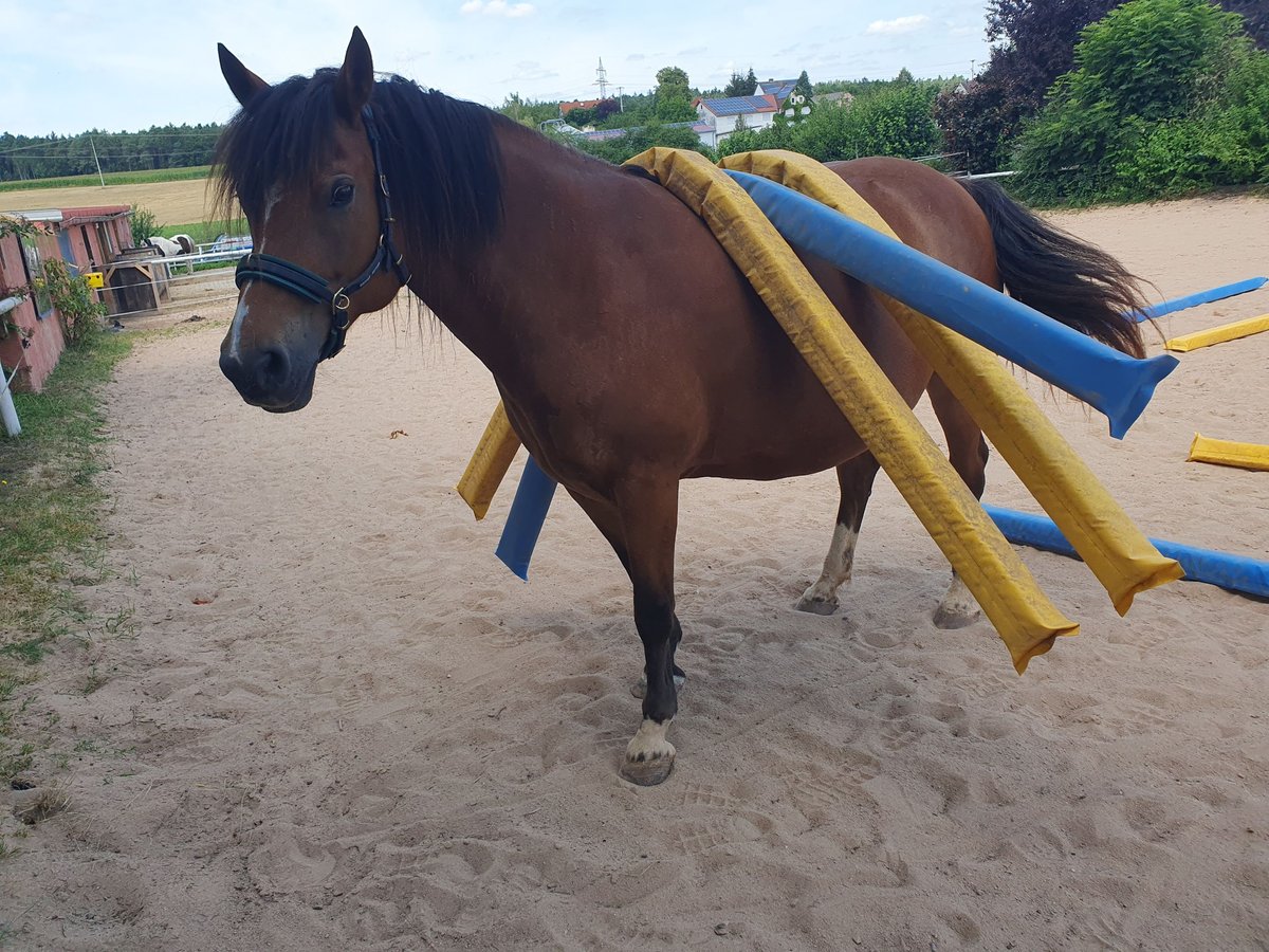 Freiberg / Franches Montagnes Giumenta 8 Anni 156 cm Baio in Dentlein am Forst