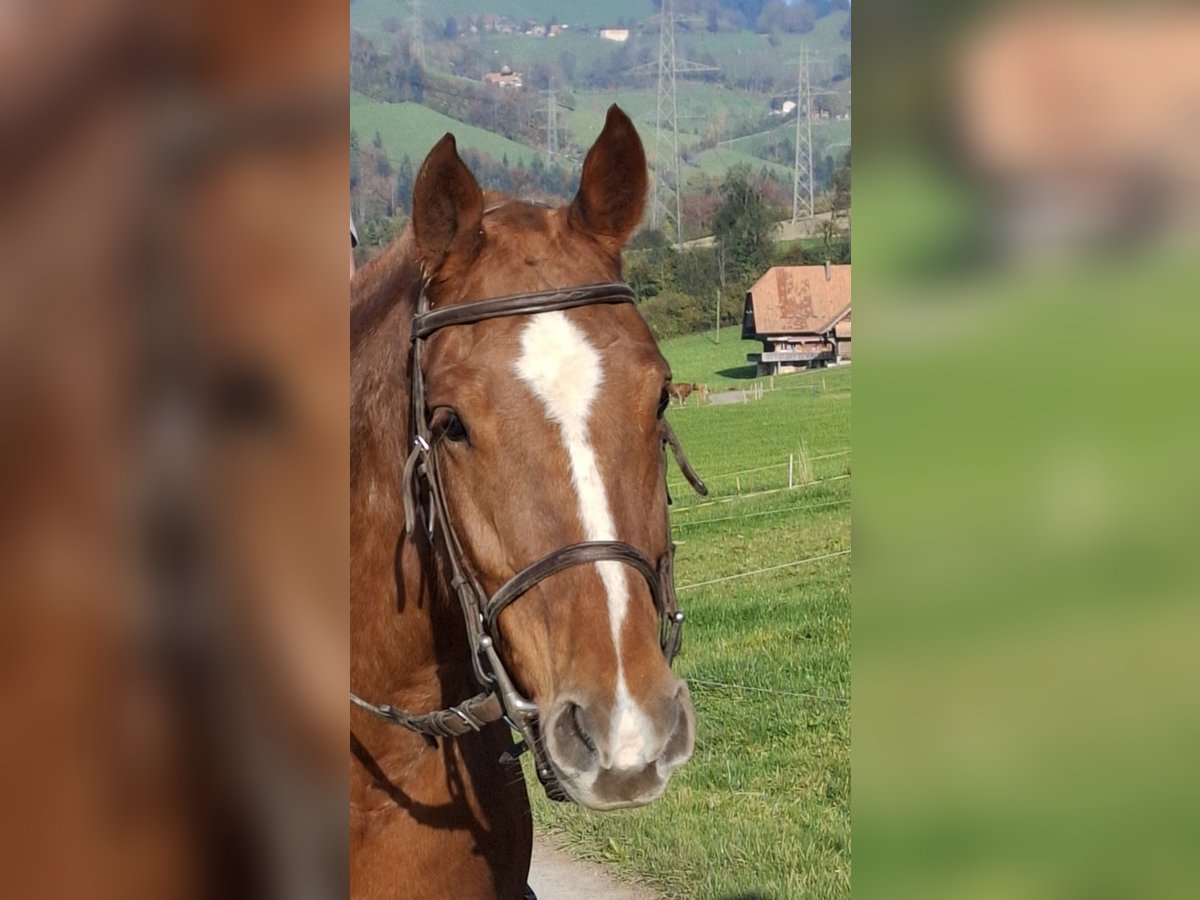 Freiberg / Franches Montagnes Giumenta 9 Anni 156 cm Sauro in Oberdiessbach