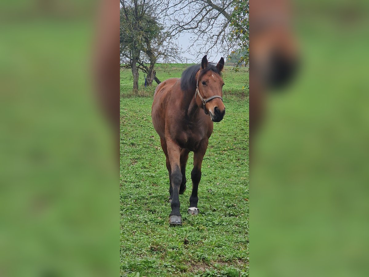 Freiberg / Franches Montagnes Giumenta 9 Anni 165 cm Baio in Bözberg