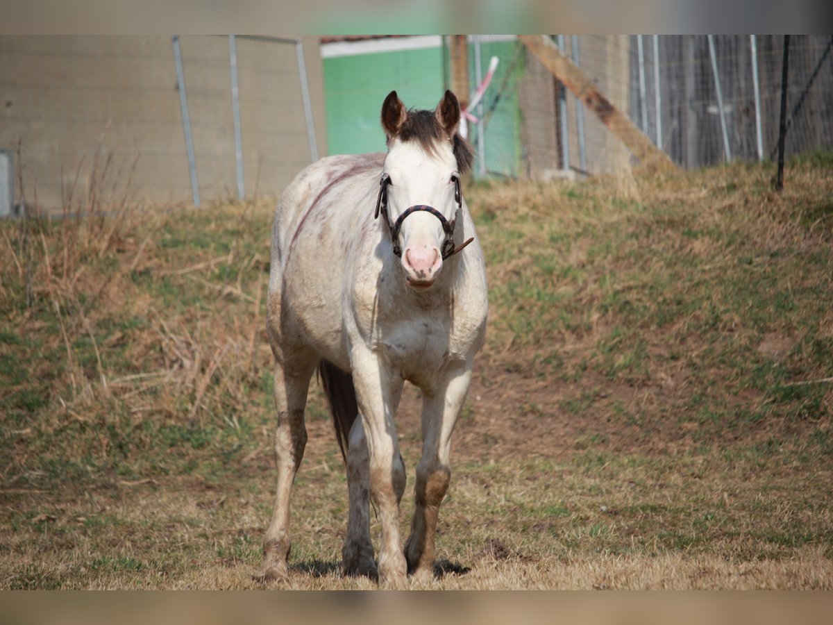 Freiberg / Franches Montagnes Mix Stallone 2 Anni 155 cm Bianco in Petersberg