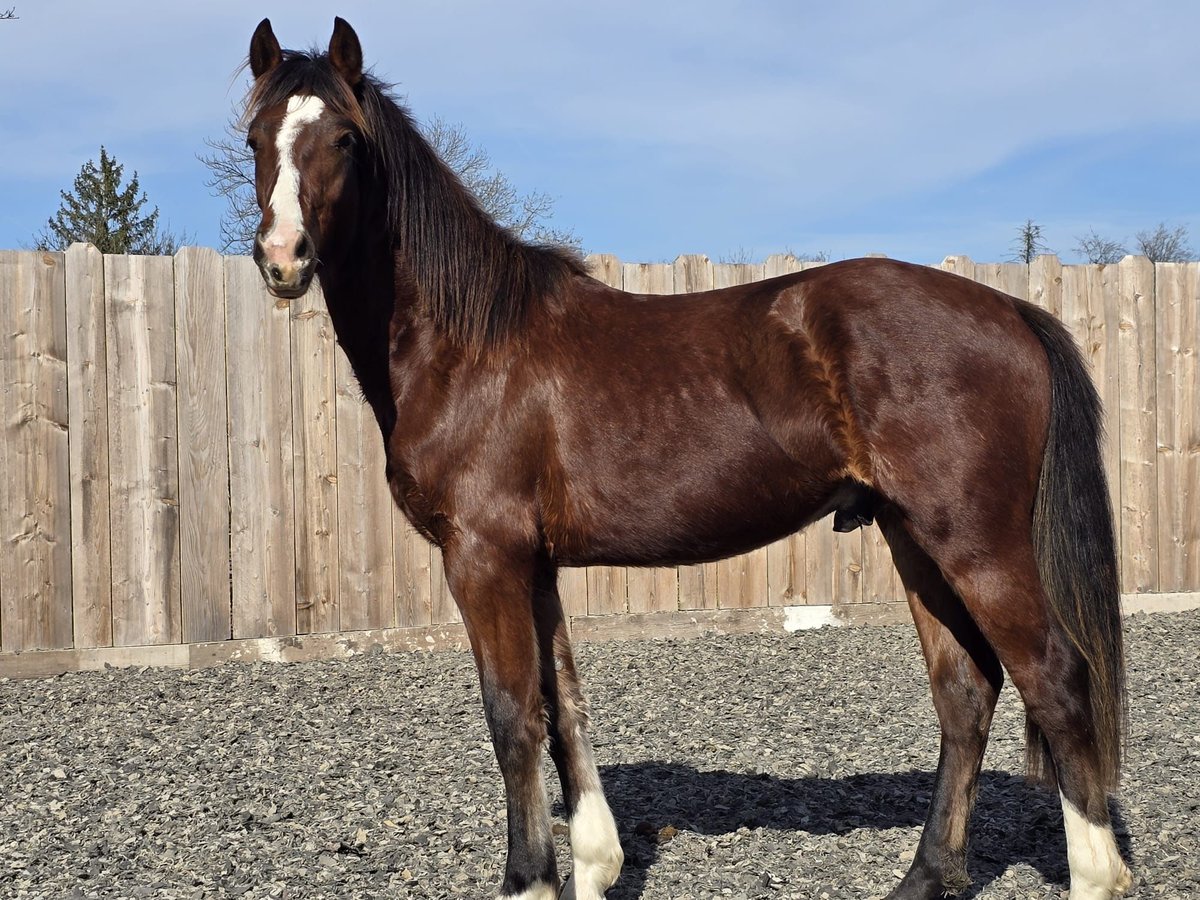 Freiberg / Franches Montagnes Stallone 2 Anni Baio scuro in Hellb&#xFC;hl