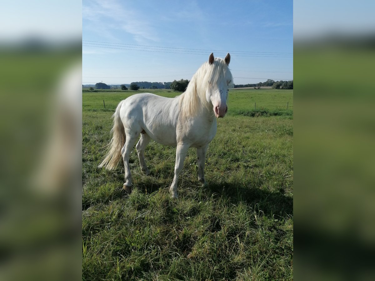 Freiberg / Franches Montagnes Stallone 7 Anni 160 cm Bianco in Rostock