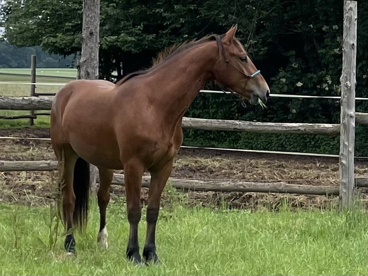 Freiberg / Franches Montagnes Castrone 3 Anni 152 cm Baio in Gießen