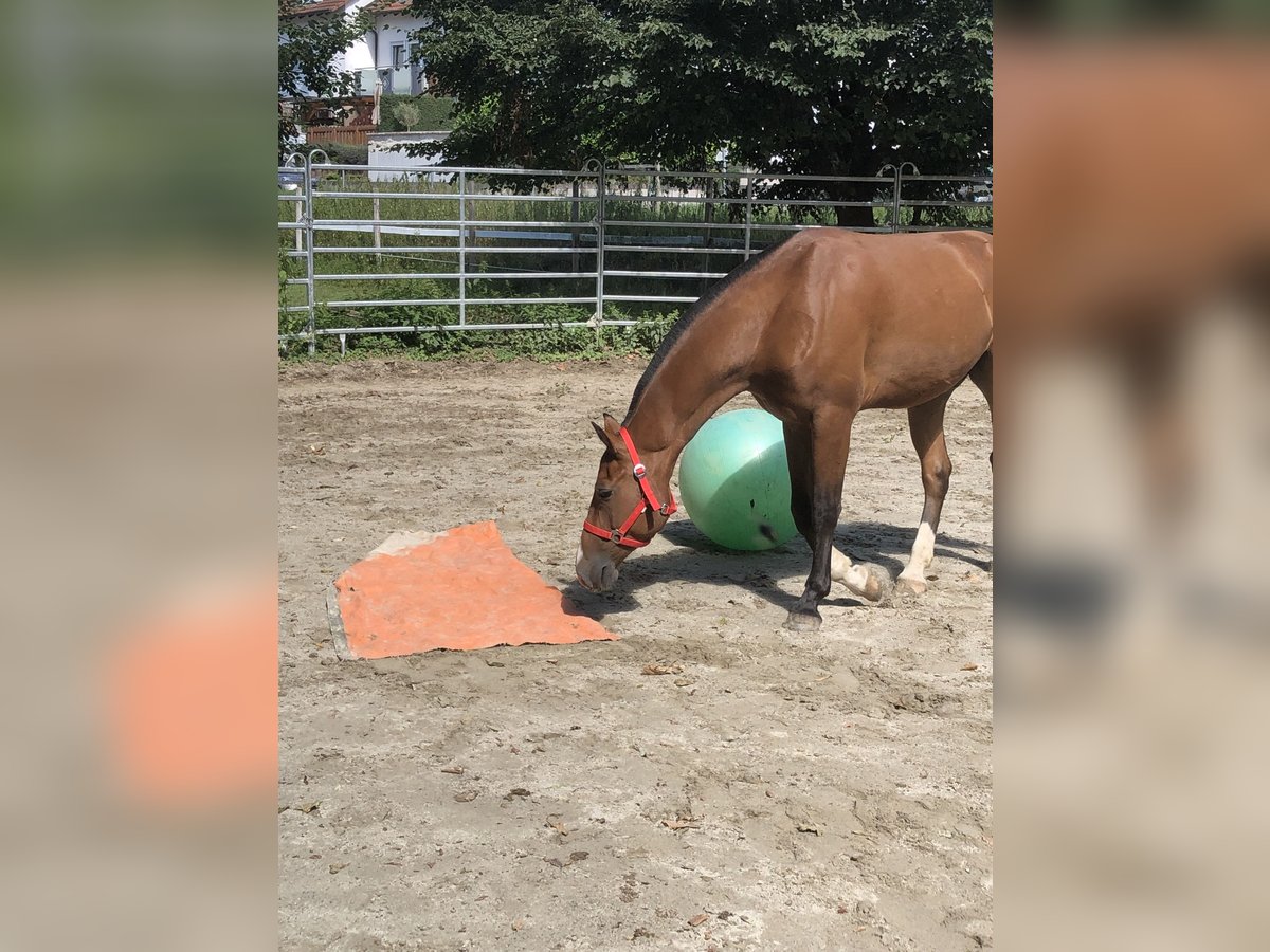 Freiberg / Franches Montagnes Castrone 3 Anni 156 cm Baio in R&#xFC;mmingen