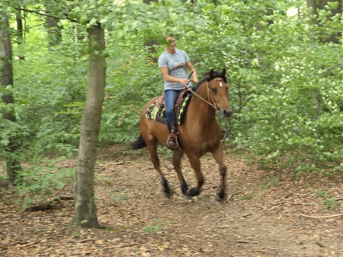 Freiberg / Franches Montagnes Castrone 3 Anni 160 cm Baio in Linkenbach