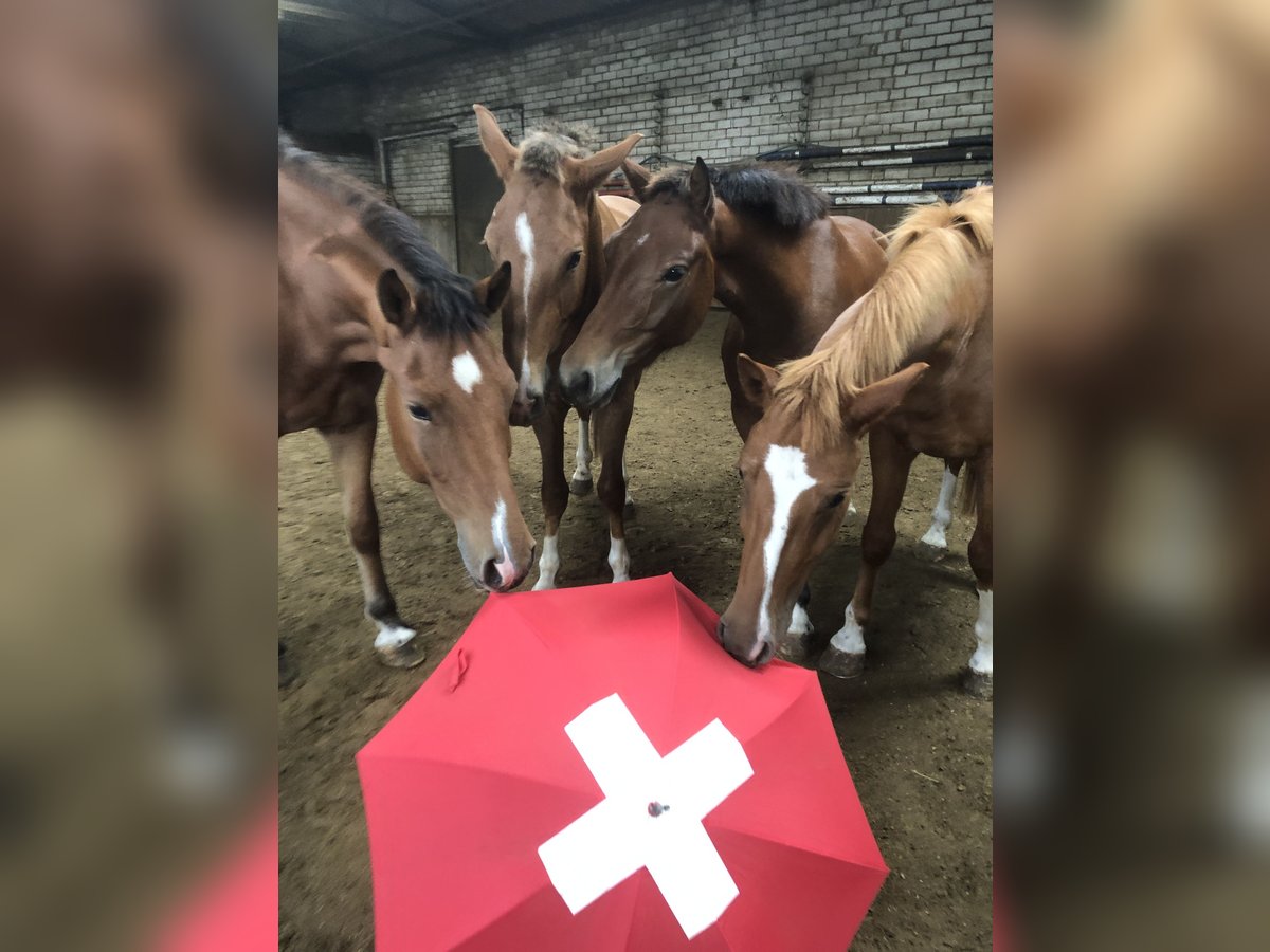 Freiberg / Franches Montagnes Castrone 4 Anni 159 cm Baio in R&#xFC;mmingen