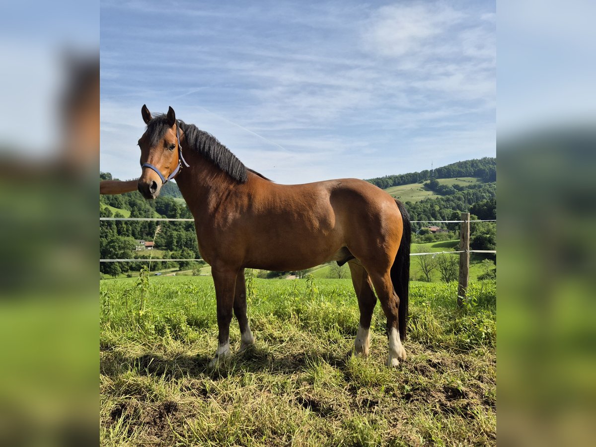Freiberg / Franches Montagnes Castrone 6 Anni Baio in Holderbank SO