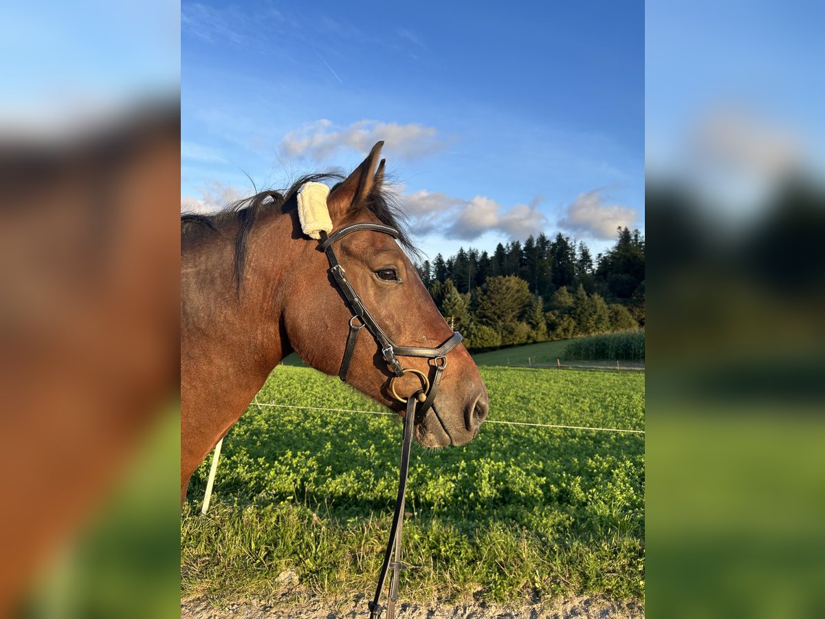 Freiberg / Franches Montagnes Castrone 8 Anni 158 cm Baio in Hasle b. B