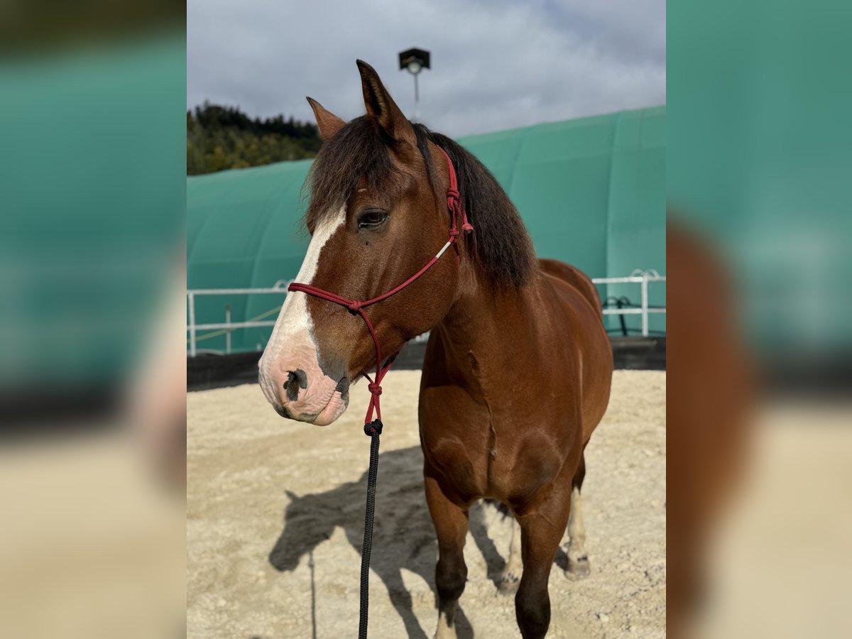 Freiberg / Franches Montagnes Castrone 8 Anni 167 cm Baio in Walkringen