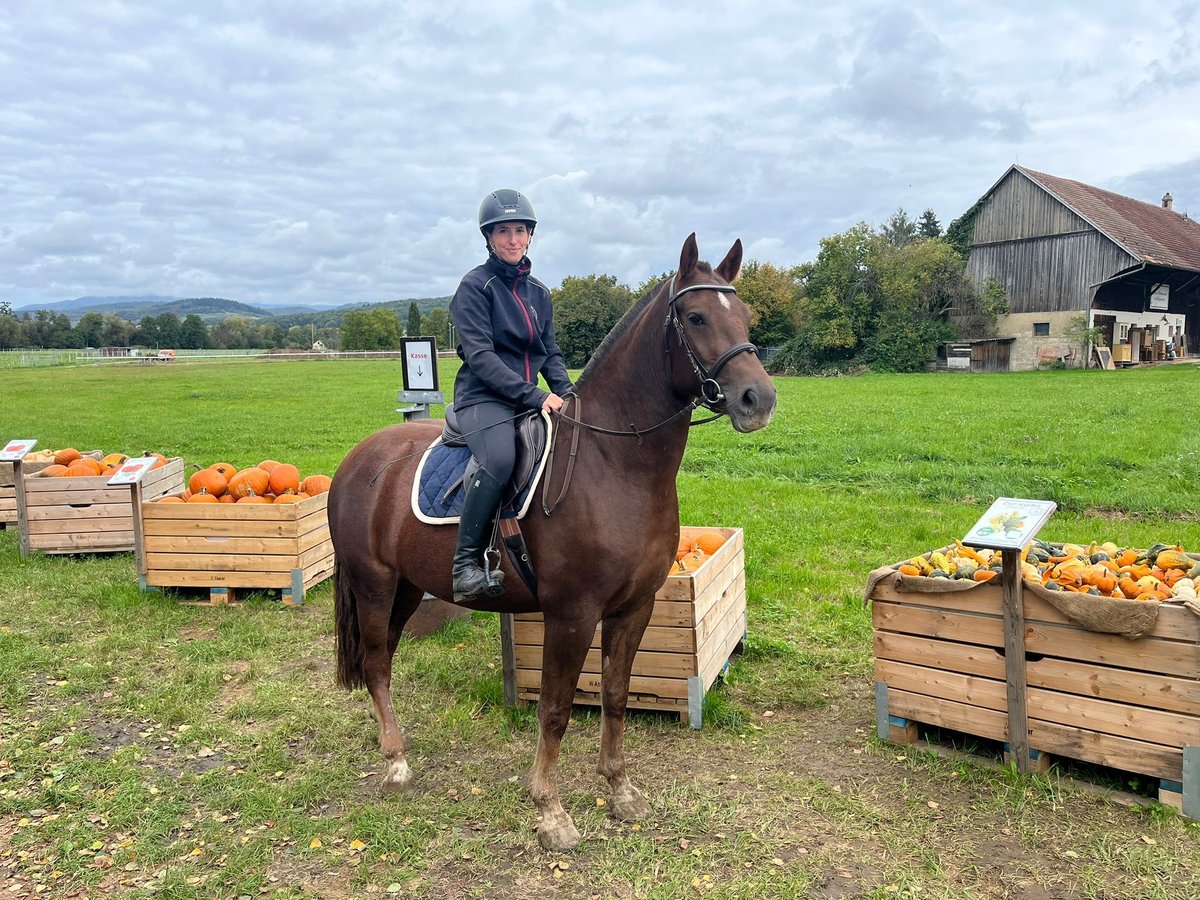 Freiberg / Franches Montagnes Giumenta 3 Anni 158 cm Sauro in R&#xFC;mmingen