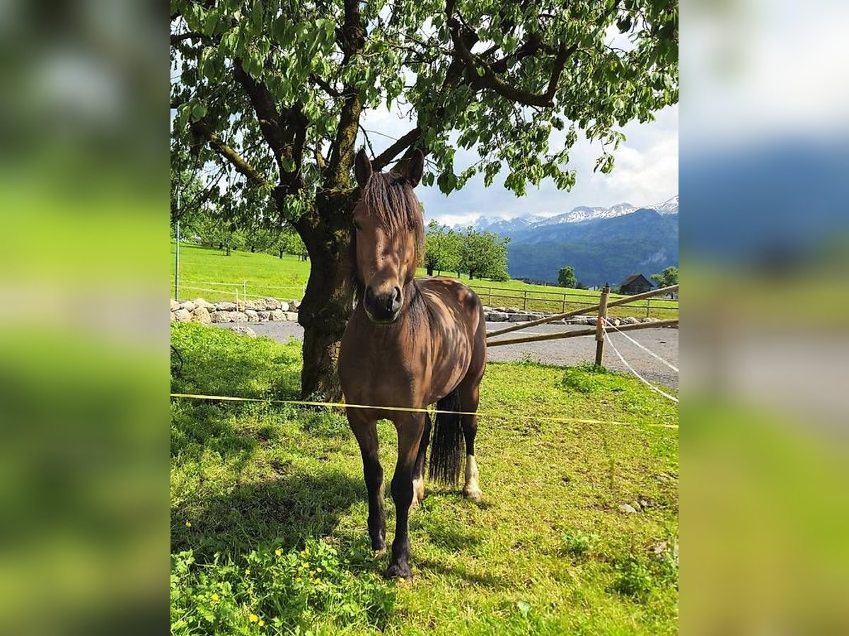 Freiberg / Franches Montagnes Giumenta 4 Anni 153 cm Baio in Montfaucon