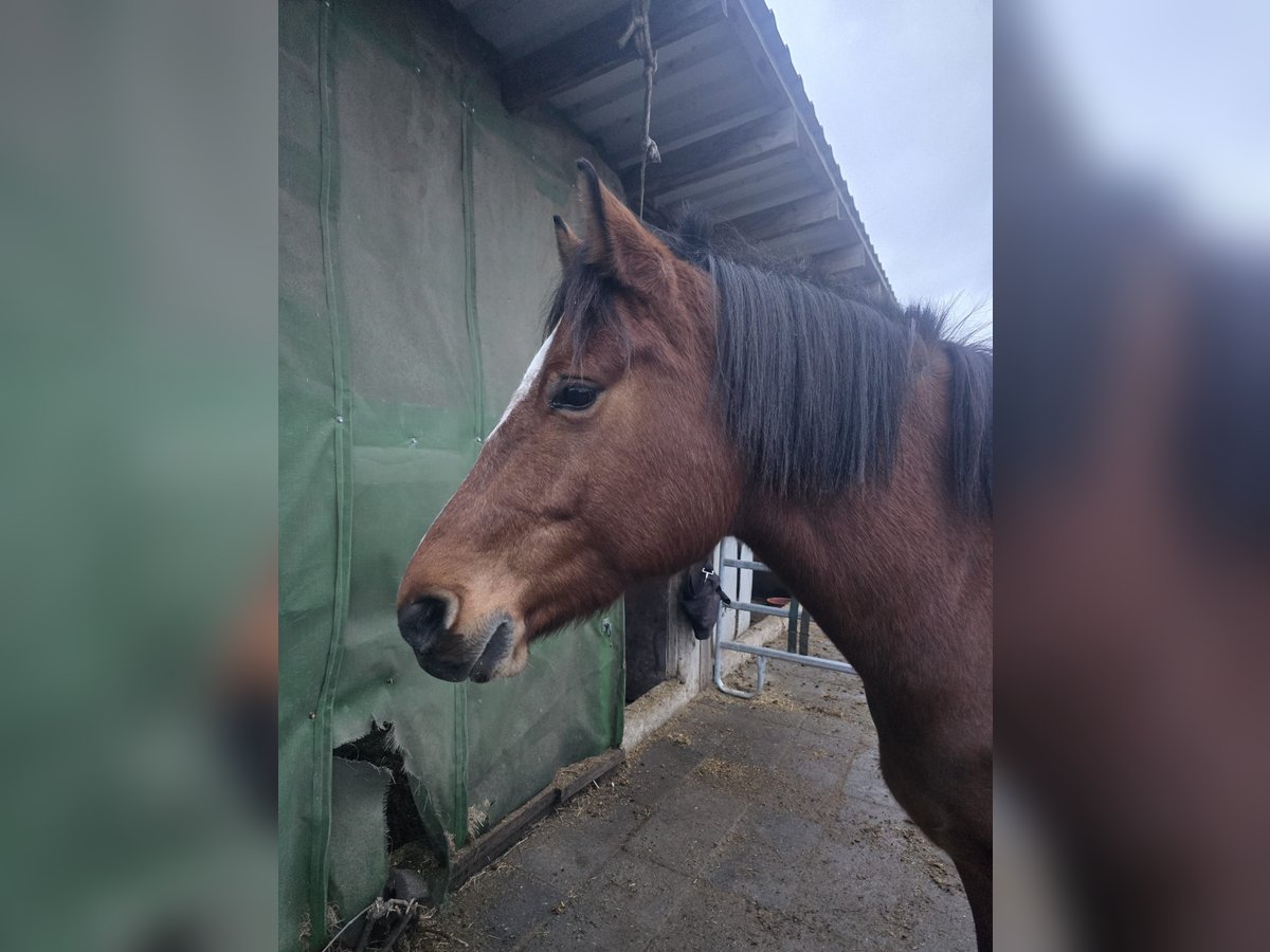 Freiberg / Franches Montagnes Giumenta 5 Anni 150 cm Baio in Gro&#xDF;-Umstadt
