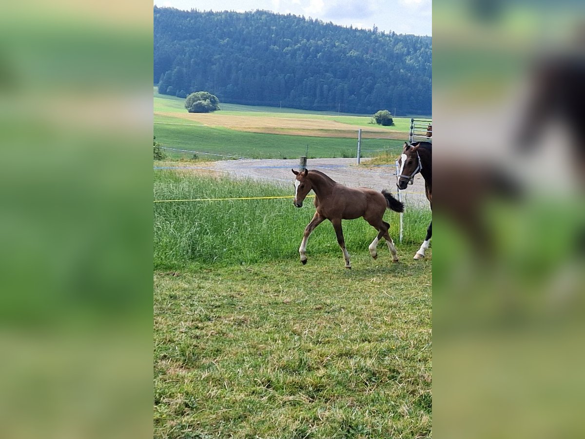 Freiberg / Franches Montagnes Giumenta  Baio in Les Emibois