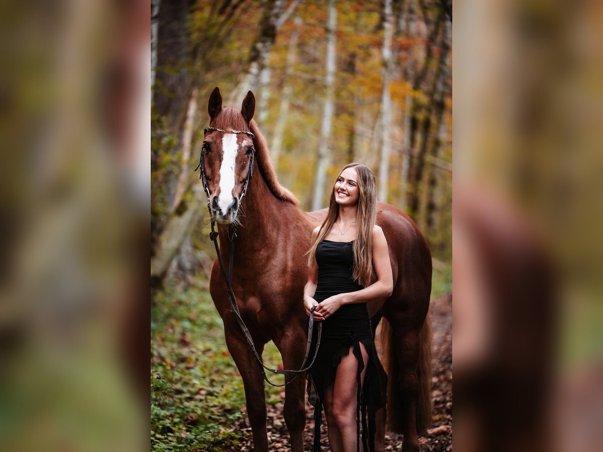 Freiberger Caballo castrado 11 años 160 cm Alazán in Sihlbrugg
