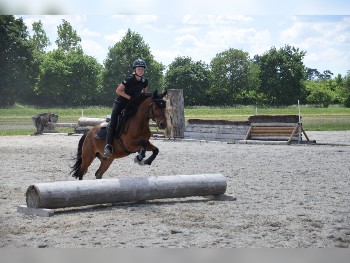 Freiberger Caballo castrado 12 años 141 cm Castaño in Kottwil