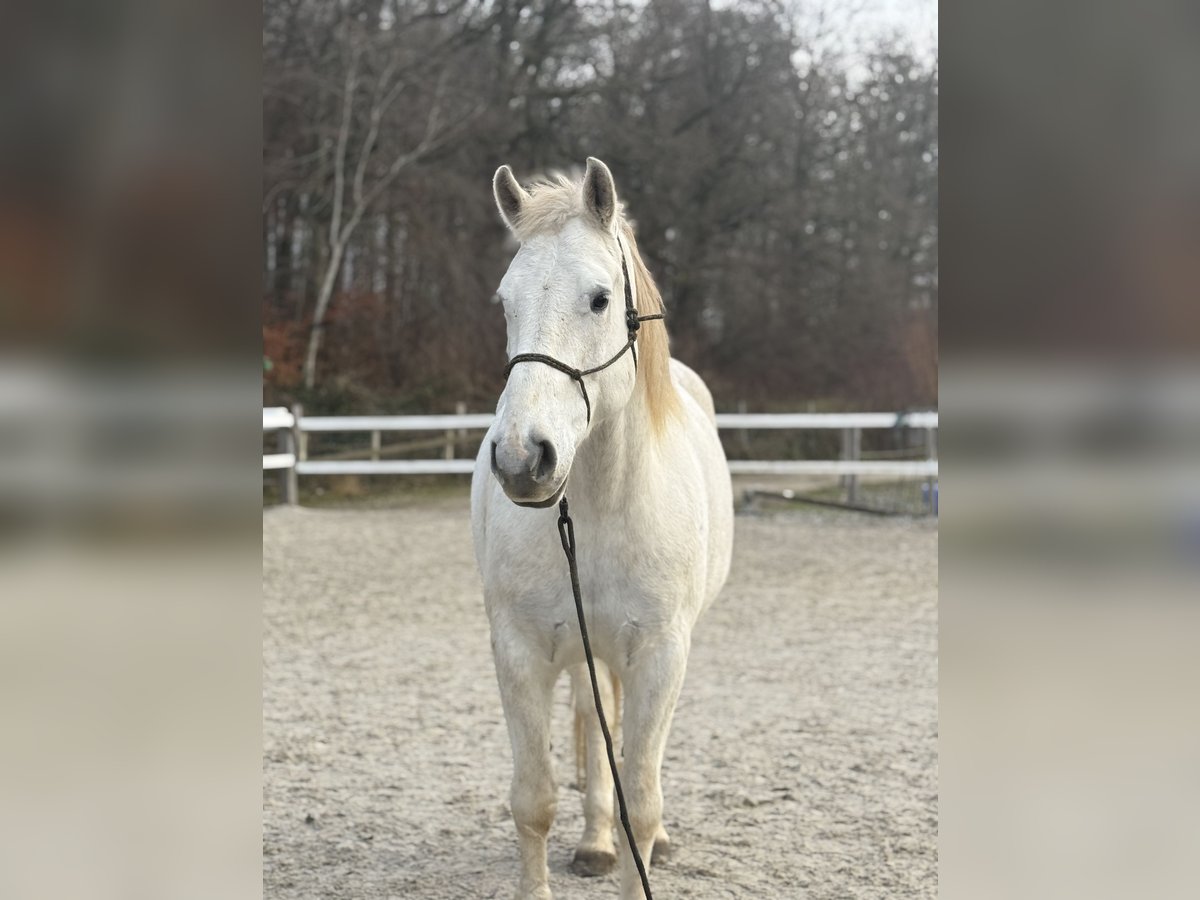 Freiberger Caballo castrado 12 años 168 cm Tordo in Lörrach