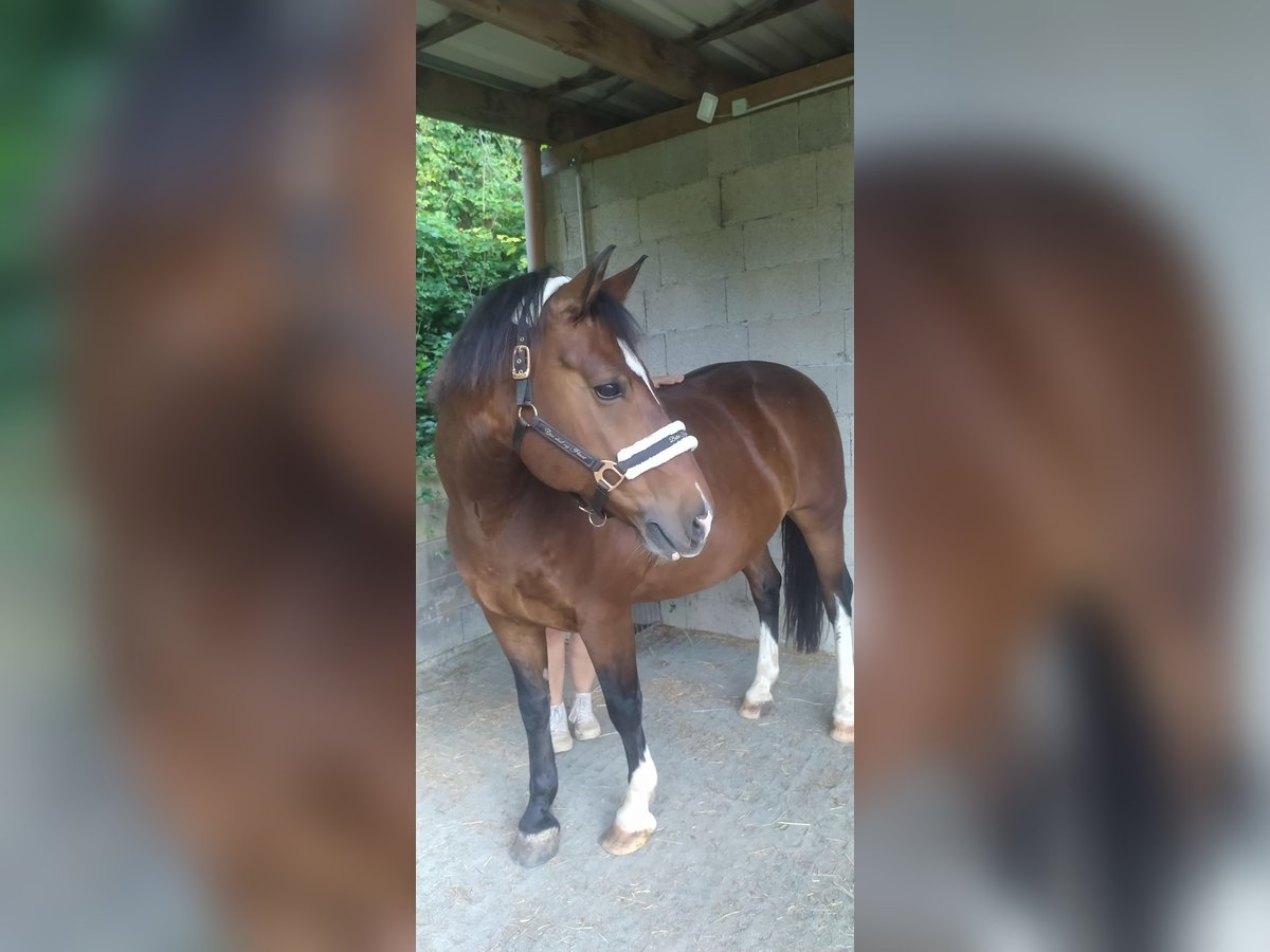 Freiberger Caballo castrado 15 años 152 cm Castaño oscuro in Geisig