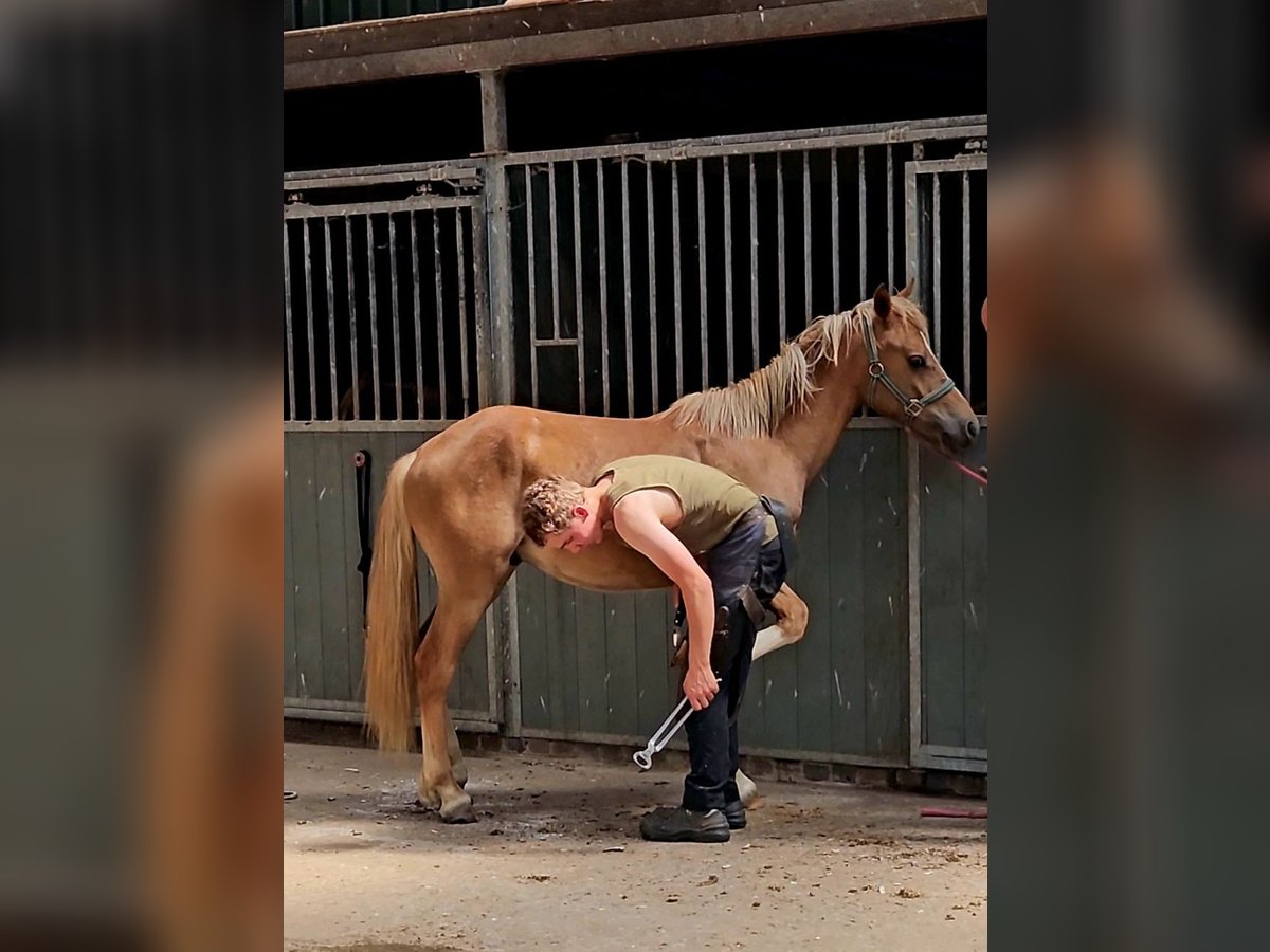 Freiberger Caballo castrado 1 año 158 cm Alazán in Olst